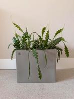 Ecri Living smalle pot met planten, Ophalen, Zo goed als nieuw, Rechthoekig, Metaal