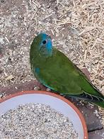 Te koop wildkleur splendid parkieten 2025., Dieren en Toebehoren, Vogels | Parkieten en Papegaaien, Meerdere dieren, Parkiet