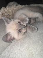 Britsekorthaar bluepoint, Poes