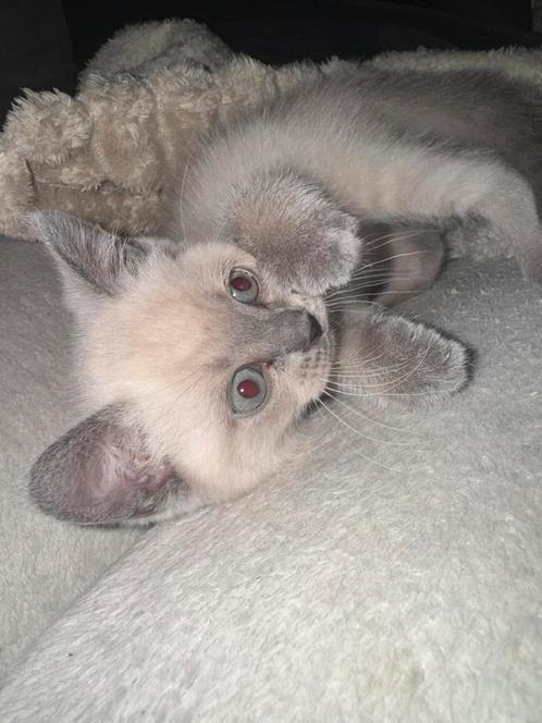 Britsekorthaar bluepoint, Dieren en Toebehoren, Katten en Kittens | Raskatten | Korthaar, Poes