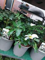 helleborus (kerstroos), Tuin en Terras, Planten | Tuinplanten, Volle zon, Vaste plant, Winter, Ophalen
