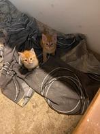 2 rode goed verzorgde kittens., Dieren en Toebehoren, Kater
