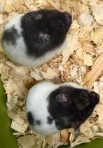 3 lieve goudhamsters, Dieren en Toebehoren, November, Hamster