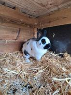 Lotharinger dwerg - konijn - ram - mannetje - dwergkonijn, Dieren en Toebehoren, Mannelijk, Dwerg, 3 tot 5 jaar