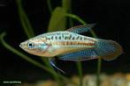 Trichopsis Pumila - Knor Gourami, Vis, Zoetwatervis