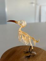 Skelet vogel opgezet, Ophalen, Zo goed als nieuw
