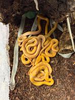 0.0.7 albino taiwanese rattenslangen te koop, Dieren en Toebehoren