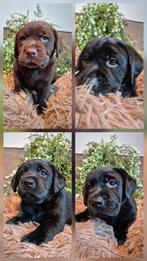 Labrador Retriever pups met stamboom, Dieren en Toebehoren, Honden | Retrievers, Spaniëls en Waterhonden, 8 tot 15 weken, Labrador retriever