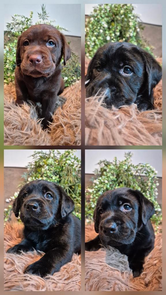 Labrador Retriever pups met stamboom, Dieren en Toebehoren, Honden | Retrievers, Spaniëls en Waterhonden, Meerdere dieren, Labrador retriever