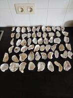 55 x Oesterschelpen maat M (7 cm)gewassen/gespoeld., Ophalen of Verzenden, Nieuw, Materiaal