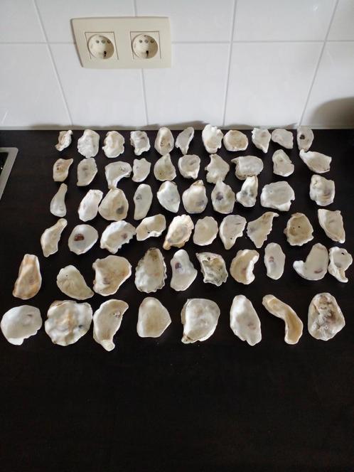 55 x Oesterschelpen maat M (7 cm)gewassen/gespoeld., Hobby en Vrije tijd, Knutselen, Nieuw, Materiaal, Ophalen of Verzenden