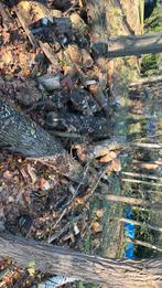 Haardhout eiken berken acasia, Minder dan 3 m³, Ophalen of Verzenden