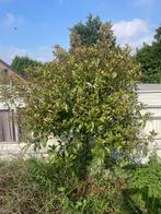 1 Glansmispel boom, Ophalen, Volle zon, Overige soorten