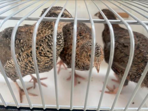 Mooi toompje Japanse kwartels, Dieren en Toebehoren, Pluimvee, Overige soorten, Meerdere dieren
