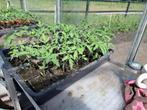 tomaten planten 10 voor 5 euro, Tuin en Terras, Planten | Tuinplanten, Ophalen, Volle zon, Groenteplanten, Eenjarig