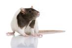 Kweekratten, December, Meerdere dieren, Rat