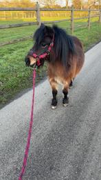 Mijn lieve shetlander te koop!, Ruin, Niet van toepassing, A pony (tot 1.17m), 3 tot 6 jaar