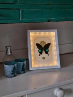 Vlinder in verlichte lijst met goud, Huis en Inrichting, Woonaccessoires | Lijsten, Minder dan 50 cm, Nieuw, Ophalen of Verzenden