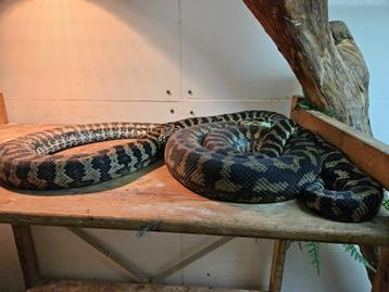 Morelia spilota spp Tapijt python beschikbaar voor biedingen