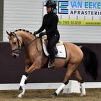 Elite Buckskin Pony with FEI Potential – 4-Year-Old for Sale, Dieren en Toebehoren, Pony's, B, Gechipt, Ruin, Dressuurpony