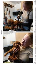 Trimster aan huis, Ophalen of Verzenden, Nieuw