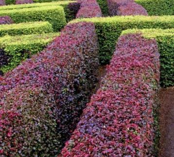 Rode beukenhaag - Fagus sylvatica 'Atropunicea' - Beuk rood beschikbaar voor biedingen