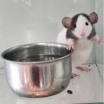 Ratten te koop, Dieren en Toebehoren