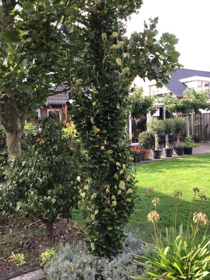 2 x Zuilbeuk 'Gold' - Prachtige blikvangers!, Tuin en Terras, Planten | Bomen, Zuilboom, 250 tot 400 cm, Volle zon, Bloeit niet