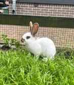 Wit rammetje, Dieren en Toebehoren, Mannelijk, Middelgroot, 0 tot 2 jaar