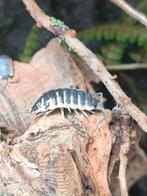 Porcellio ornatus yellow isopods, Dieren en Toebehoren, Insecten en Spinnen, Overige soorten