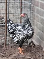 Wyandotte kriel hen, Dieren en Toebehoren, Pluimvee, Vrouwelijk, Kip