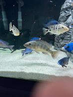 Fossorochromis Rostratus trio (1m 2v)malawi, Vis