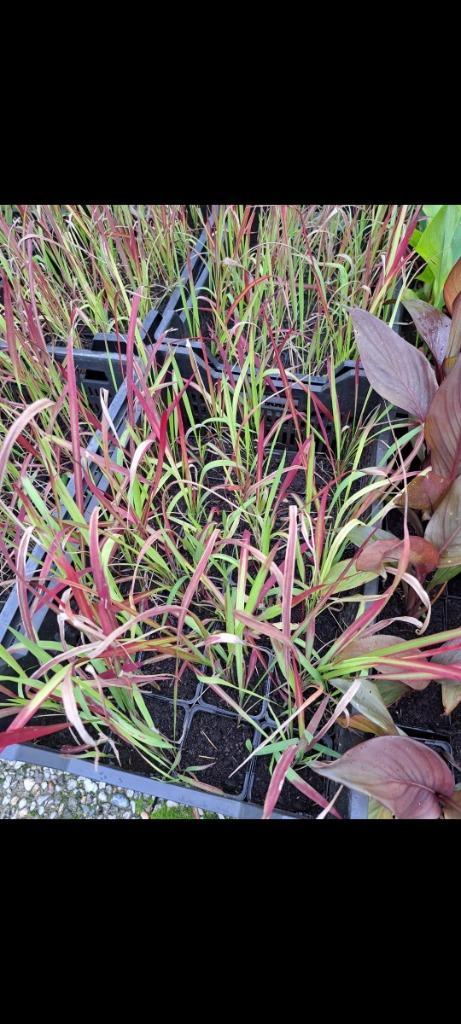 Japans bloedgras, Tuin en Terras, Planten | Tuinplanten, Vaste plant, Siergrassen, Volle zon, Bloeit niet, Ophalen