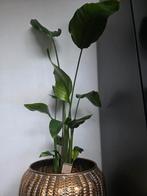 Strelitzia 130cm hoog, Ophalen of Verzenden, Halfschaduw