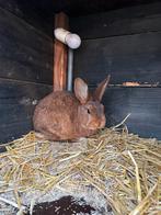 Jonge konijnen Rode Nieuw zeelanders X Rex, Meerdere dieren