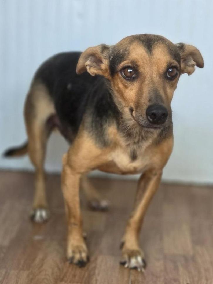 ACE: Meachum is een timide ventje, Dieren en Toebehoren, Honden | Niet-rashonden, Klein, Reu, Particulier, Eén hond, Buitenland