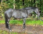 Leuke en lieve 7 jarige sportpony te koop, Dieren en Toebehoren, Pony's, Merrie, 7 tot 10 jaar, D pony (1.37m tot 1.48m), Met stamboom