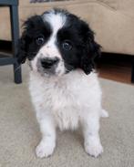 Prachtige  pup x schapendoes x poedel x nog 1 teefje besch., Overige rassen, 8 tot 15 weken, CDV (hondenziekte), Meerdere