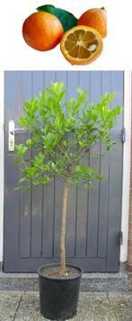 2 Oranje Limoen- Citrus Limetta Rossa Di Rangpur +15 Vruchte, Tuin en Terras, Planten | Fruitbomen, Ophalen, Lente, Overige soorten