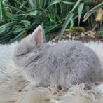 kleurdwerg, Dieren en Toebehoren, Konijnen, Mannelijk, Dwerg, 0 tot 2 jaar