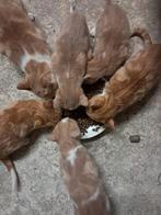 Kittens, Meerdere dieren, Kortharig, 0 tot 2 jaar