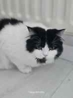 Kat perzische langhaar, Dieren en Toebehoren