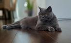 Briste kat, Dieren en Toebehoren, Poes