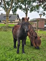 Chique shetlander veulen, Dieren en Toebehoren, Niet van toepassing, 0 tot 2 jaar, Hengst, A pony (tot 1.17m)