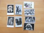 8 ansichten met honden Rond 1940, Verzamelen, Ansichtkaarten | Themakaarten, Overige thema's, Ongelopen, Ophalen of Verzenden