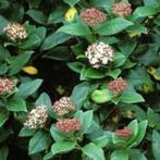 Viburnum,ik denk Tinus,jonge planten., Ophalen, Winter, Overige soorten, Halfschaduw