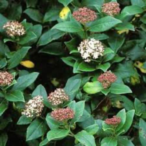 Viburnum,ik denk Tinus,jonge planten., Tuin en Terras, Planten | Tuinplanten, Overige soorten, Halfschaduw, Winter, Ophalen