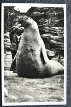 Reuze-zee-olifant Goliath in Tierpark Carl Hagenbeck, 1934, Verzamelen, Ansichtkaarten | Dieren, Gelopen, Waterdier, 1920 tot 1940