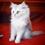 Te koop: Perzisch kitten van Ragdoll moeder – 9 weken oud, Dieren en Toebehoren, Katten en Kittens | Raskatten | Langhaar