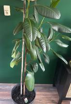 Ficus Robusta – 1,80m hoog mét pot, Ophalen, Ficus, Halfschaduw, In pot